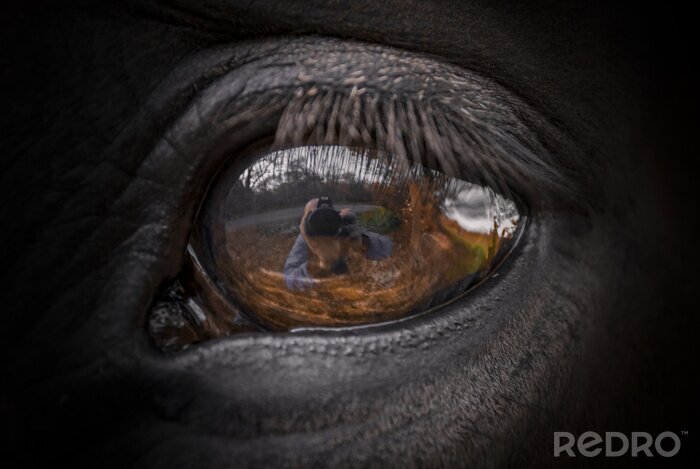 Poster Spiegelung im Auge des Pferdes