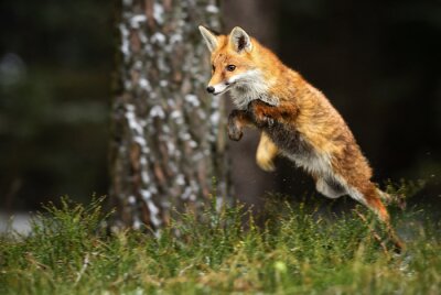 Springender Fuchs im Wald
