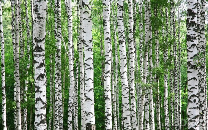 Poster Stämme von Birkenbäumen