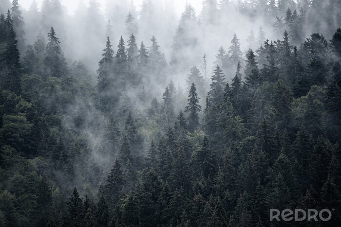 Poster Stahlgrauer wald im nebel
