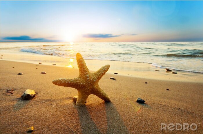 Poster Starfish auf dem Strand