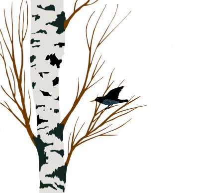 Starling auf Birke Zeichnung