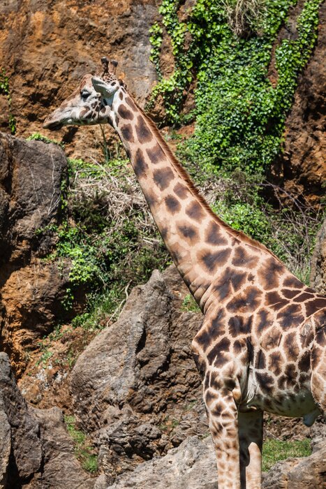 Poster Stehende Giraffe auf dem Hintergrund von Felsen
