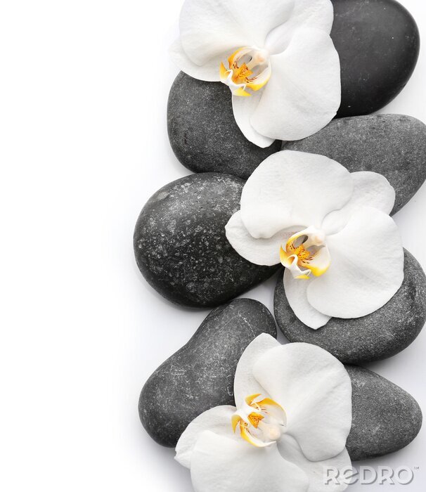 Poster Steine und Orchidee mit weißen Blütenblättern