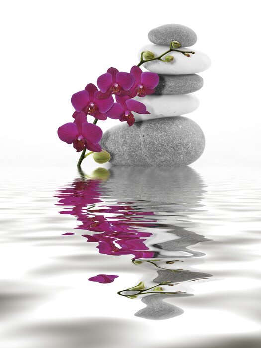 Poster Steine und Orchidee umhüllen die Komposition