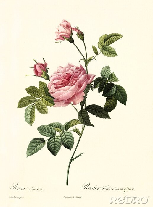 Poster Stilisierte Skizze einer rosa Rose