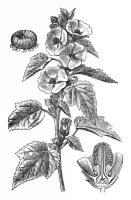 Stockmalve Abbildung aus einem Herbarium
