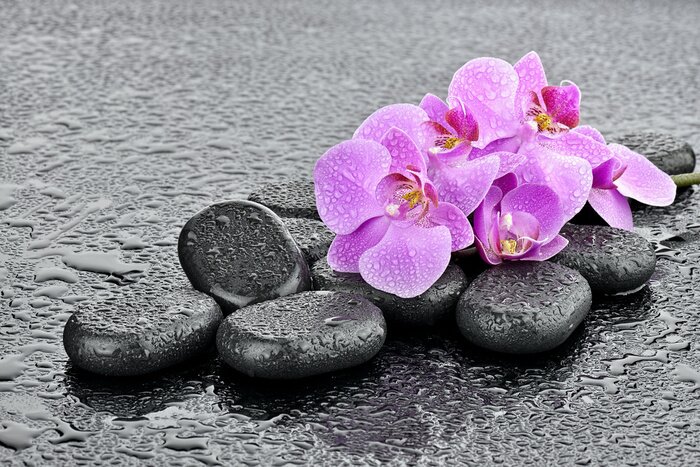 Poster Storczyki na kamieniach bazaltowych