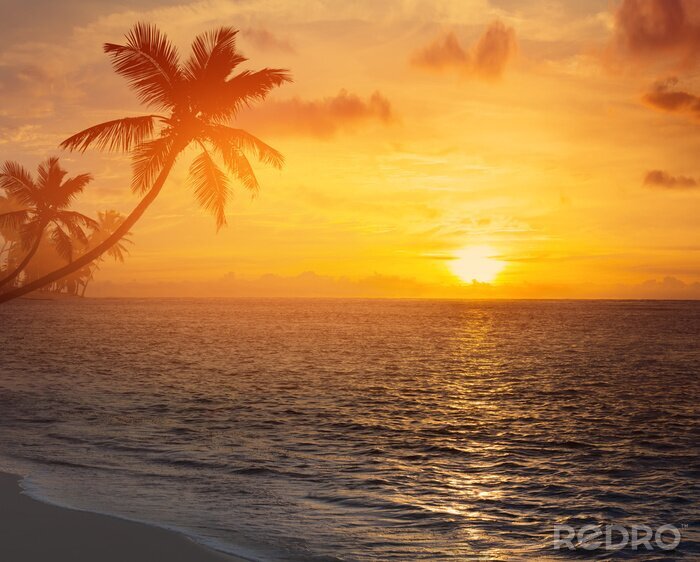 Poster Strand unter Palmen