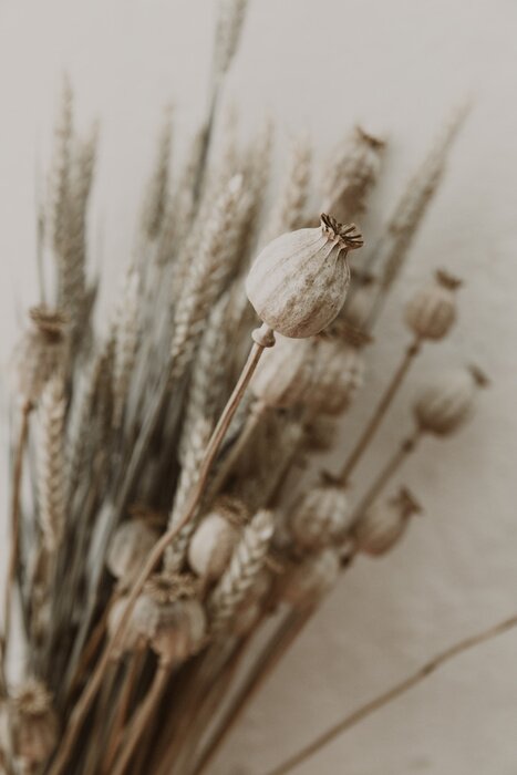 Poster Strauß aus getrockneten Mohnblumen
