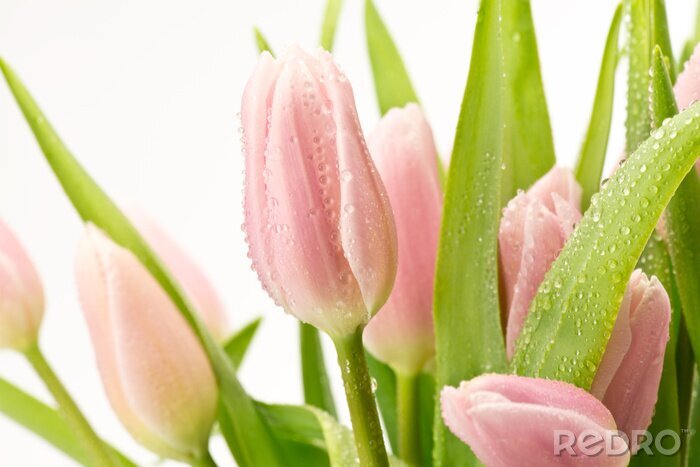 Poster Strauß hellrosa Tulpen