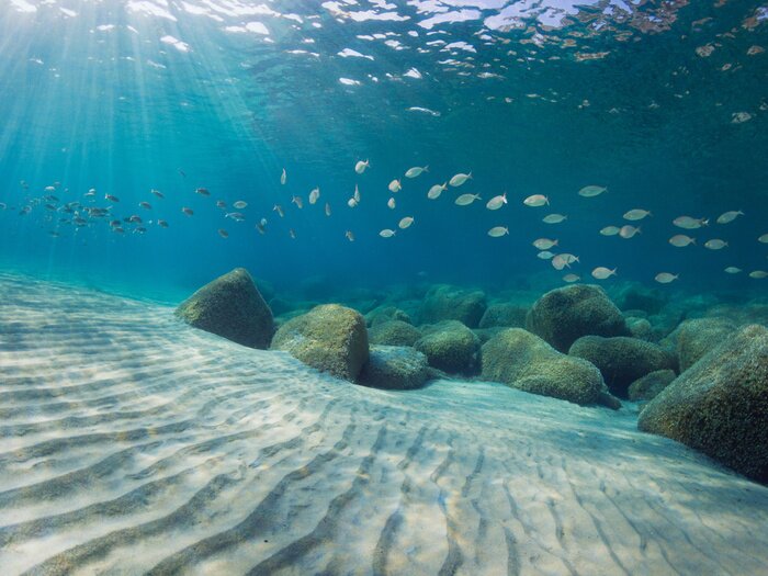 Poster Süßwasserfische auf sandigem Boden