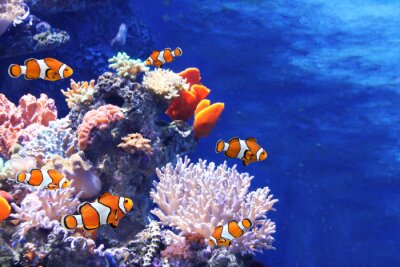 Poster Süßwasserfische und Korallenriff