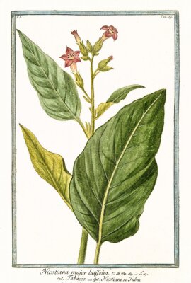 Poster Tabakblätter und -blüten auf Illustration