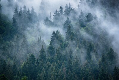 Tannenkronen im Nebel