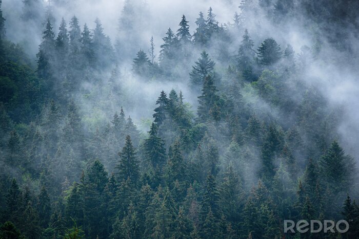 Poster Tannenkronen im Nebel