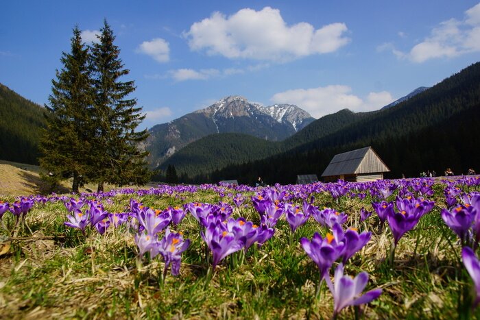 Poster Tatra-Gebirge und Krokusse