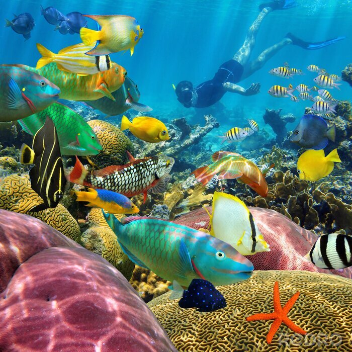 Poster Taucher und Fische im Ozean