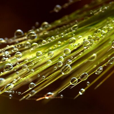 Tautropfen auf Getreide