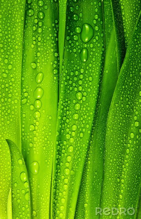 Poster Tautropfen auf grünem Gras