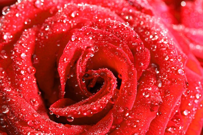 Poster Tautropfen und Rose