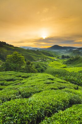 Poster Teeanbau in Malaysia