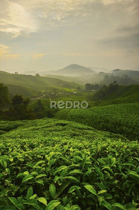 Poster Teefelder und Berge