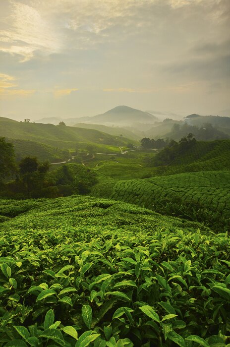 Poster Teefelder und Berge