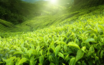 Teeplantage Cameron Highlands, Malaysia