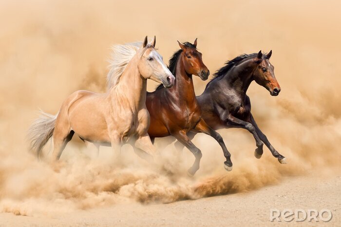 Poster Three horse run in desert sand storm