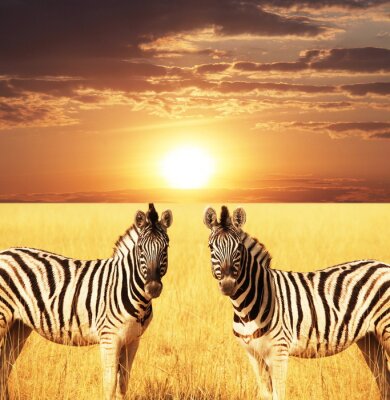 Poster Tier afrikanisches Zebra