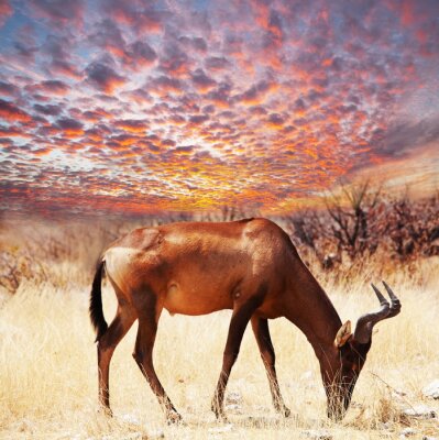 Poster Tier Antilope vor dem Hintergrund des Himmels