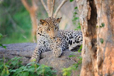 Tier auf Stein liegend