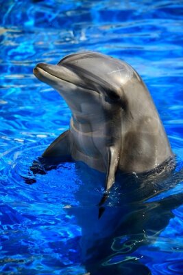 Poster Tier Delfin im Wasser