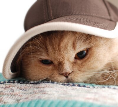 Poster Tier eine Katze in einem Hut