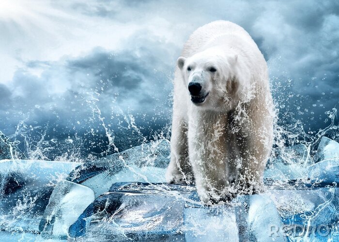 Poster Tier Eisbär