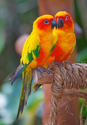 Poster Tier exotische Papageien