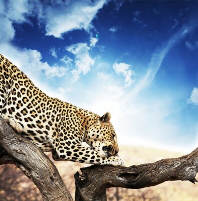 Poster Tier flinker Leopard