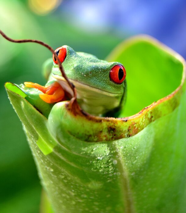 Poster Tier Frosch auf einem Blatt