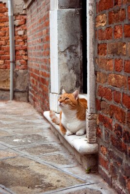 Poster Tier Kätzchen sitzt auf der Schwelle