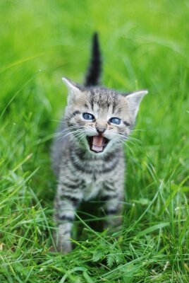 Poster Tier kleines Kätzchen im Gras