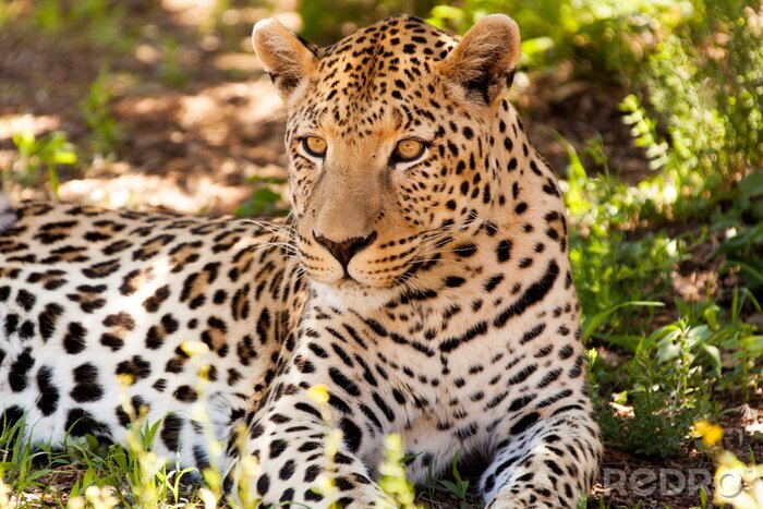 Poster Tier Leopard im Schatten