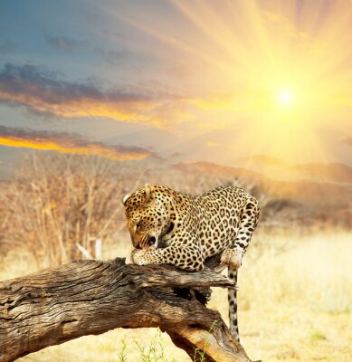 Poster Tier Leopard im Sonnenuntergang