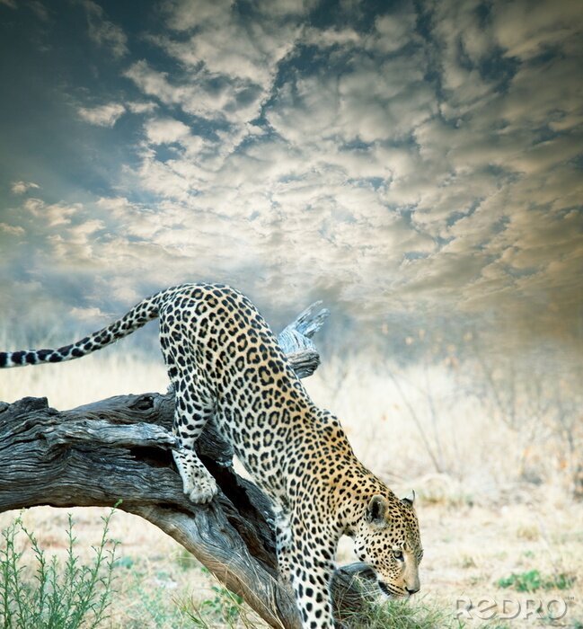 Poster Tier Leopard kommt vom Ast herunter