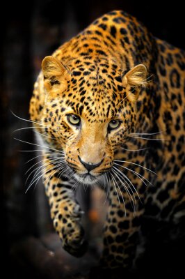 Poster Tier Porträt eines Leoparden