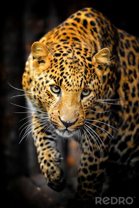 Poster Tier Porträt eines Leoparden
