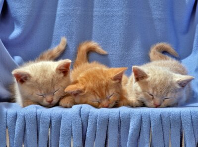 Poster Tier schlafende Kätzchen