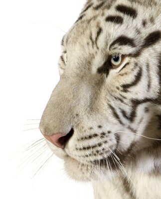 Poster Tier Tiger-Porträt