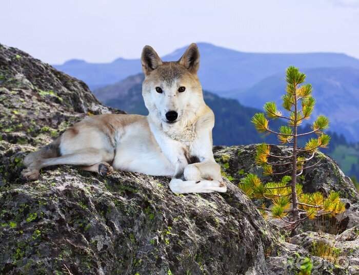 Poster Tier Wolf auf einem Felsen