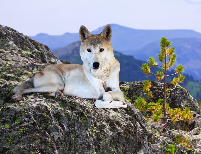 Poster Tier Wolf auf einem Felsen